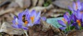 Honey bee gathering pollen on spring crocus in NYS