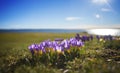 Crocuses by lake Royalty Free Stock Photo
