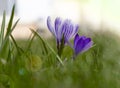 Crocuses light purple flowers sway in the wind. Crocus bud, the core of the flower is used in cooking. Saffron. Green