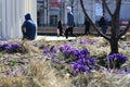 Crocuses blossomed in the city