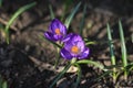 Crocuses lilac Royalty Free Stock Photo