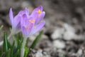 Crocuses lilac spring Royalty Free Stock Photo
