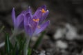 Crocuses lilac spring Royalty Free Stock Photo