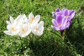 Closeup photo with white and violet crocuses seen in the park in Luxembourg - sign of spring Royalty Free Stock Photo