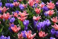 Purple and pink crocuses