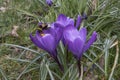 Crocus Park Vreugd en Rust Royalty Free Stock Photo
