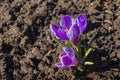 Bright purple flowers with yellow pistils in the cold spring soil Royalty Free Stock Photo