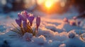 Crocuses open amidst snow patches, close-up, anticipation of spring, nature awakens Royalty Free Stock Photo