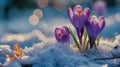 Crocuses open amidst snow patches, close-up, anticipation of spring, nature awakens Royalty Free Stock Photo