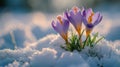 Crocuses open amidst snow patches, close-up, anticipation of spring, nature awakens Royalty Free Stock Photo