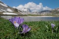 Crocuses at the Pietranzoni lake Royalty Free Stock Photo