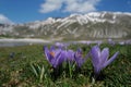 Crocuses at the Pietranzoni lake Royalty Free Stock Photo