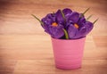 Crocuses in pink pot close-up