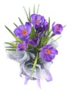 Crocuses in a pot wrapped in interlinings and tied a purple ribbon