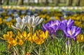 Crocuses in a public park Royalty Free Stock Photo