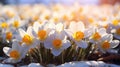 Crocuses Push Through the Asphalt: A Hint of Spring in a City Culdesac AI Generated Royalty Free Stock Photo