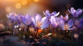 Crocuses Push Through the Asphalt: A Hint of Spring in a City Culdesac AI Generated Royalty Free Stock Photo