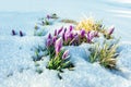 Crocuses in snow. Colorful spring sunset over the mountain ranges in the national park Carpathians. Ukraine, Europe Royalty Free Stock Photo