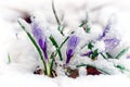 Crocuses in snow Royalty Free Stock Photo