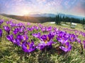 Crocuses spring Chornogory Royalty Free Stock Photo