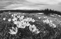 Crocuses spring Chornogory Royalty Free Stock Photo