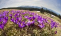 Crocuses spring Chornogory Royalty Free Stock Photo