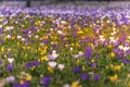 Crocuses in spring Royalty Free Stock Photo