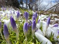 Crocuses in spring