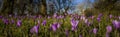 Crocuses, spring flowers in the city park Royalty Free Stock Photo