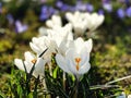 Crocuses spring flowers crocuses blue white  in city park Royalty Free Stock Photo