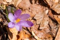 Crocuses spring flowers Royalty Free Stock Photo