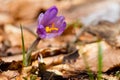 Crocuses spring flowers Royalty Free Stock Photo