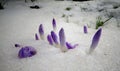 Crocuses, spring flowers sprout from the snow