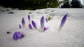 Crocuses, spring flowers sprout from the snow Royalty Free Stock Photo