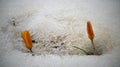 Crocuses, spring flowers sprout from the snow Royalty Free Stock Photo