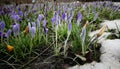 Crocuses, spring flowers sprout from the snow Royalty Free Stock Photo