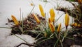 Crocuses, spring flowers sprout from the snow Royalty Free Stock Photo