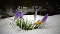 Crocuses, spring flowers sprout from the snow