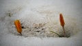 Crocuses, spring flowers sprout from the snow Royalty Free Stock Photo