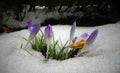 Crocuses, spring flowers sprout from the snow Royalty Free Stock Photo