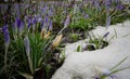 Crocuses, spring flowers sprout from the snow