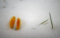 Crocuses, spring flowers sprout from the snow Royalty Free Stock Photo