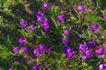 Crocuses in the spring.