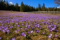 Crocuses in the spring on a mountain meadow