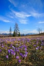 Crocuses in the spring on a mountain meadow