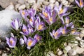 Crocuses Royalty Free Stock Photo