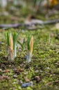 Crocuses sprout from the ground Royalty Free Stock Photo