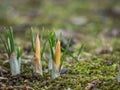 Crocuses sprout from the ground in spring Royalty Free Stock Photo