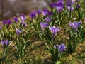 Crocuses in a sunny meadow. Spring background. Royalty Free Stock Photo