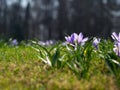 Crocuses in a sunny meadow. Spring background. Royalty Free Stock Photo